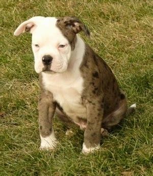 Alapaha Blue Blood Bulldog Dog Breed Information and Pictures