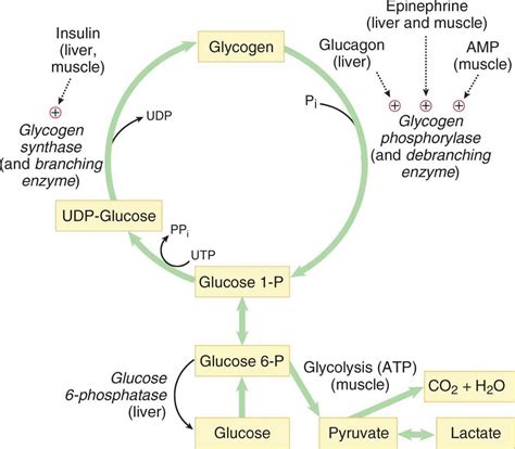 Glycogen Breakdown Pathway