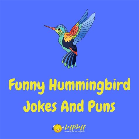 15 Hilarious Hummingbird Jokes And Puns Laffgaff