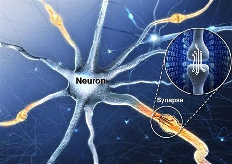 Artificial Synaptic Device Simulates The Function Of The Human Brain