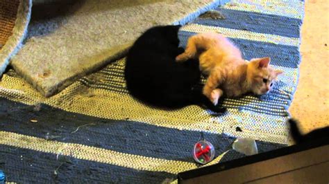 Kittens Playing Youtube