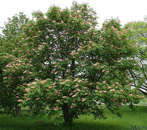 Damask Red Horse Chestnut Aesculus X Carnea Plantierensis North