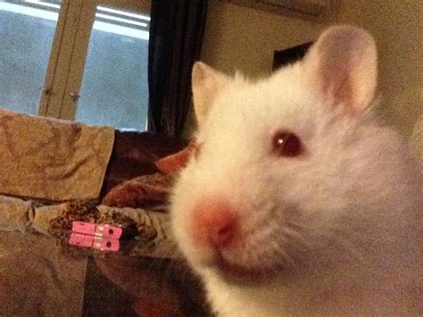 Hamster Selfie By Munchengirl On Deviantart