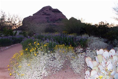 Tips For Finding Desert Wildflowers In The Phoenix Area