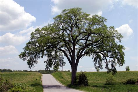 Dutch Elm Disease And American Elm Trees