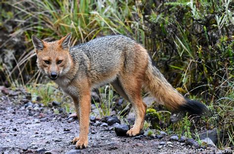 Culpeo Fox Species