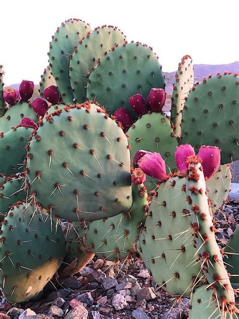 How to eat a prickly pear. Did you know some cactus are edible? It's a part of ...