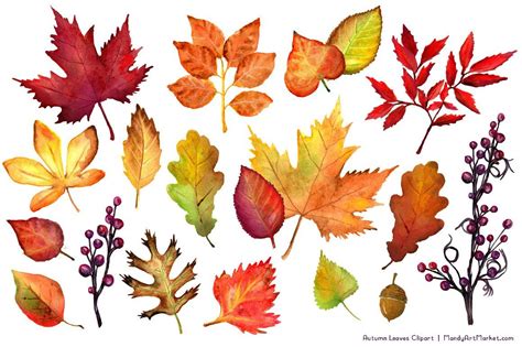 Watercolor Autumn Leaves Clipart Watercolor Autumn Leaves Fall