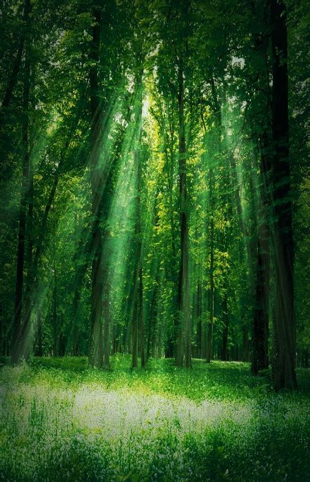 Emerald Forest Nature Backgrounds Green Nature Background Pictures