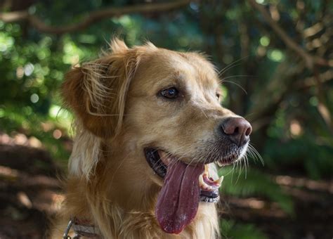 Free Images Puppy Animal Canine Pet Portrait Panting Golden