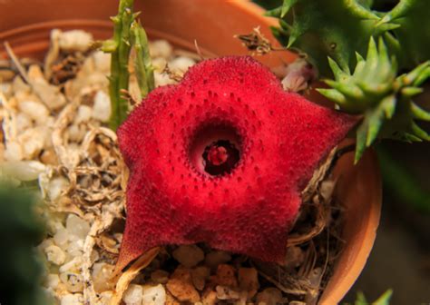 Growing Huernia Schneideriana The Red Dragon Flower