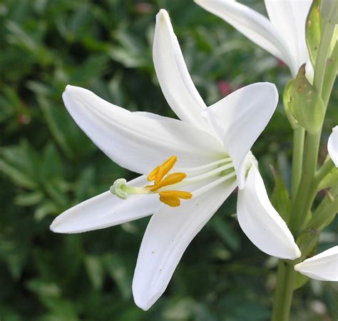 Lilium Candidum Liliaceae Image At Phytoimages Siu Edu