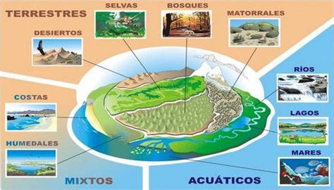 La Temperatura Una Base Primordial Para La Vida De Los Seres Vivos