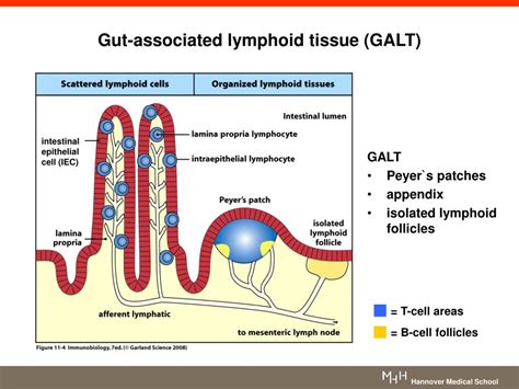 Ppt The Gut Microbiota Shapes Intestinal Immune Response During