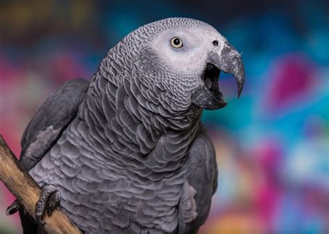 African Grey Parrot Everything You Need To Know About