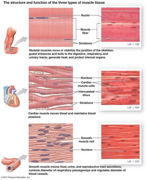 Muscle Cell Comparison Types Of Muscles Muscle Tissue Tissue Biology