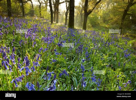 Bluebells In The Woods At Batcombe Dorset England Uk Stock Photo Alamy