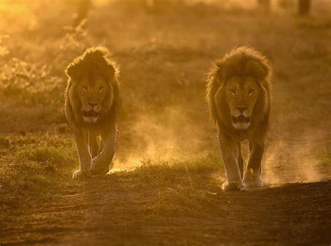 Hd Wallpaper Two Male Lions Habitat Travel Africa Sunrise View