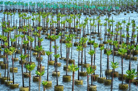 Creating Space For Mangroves Refugiums The Algae Lab Algaebarn