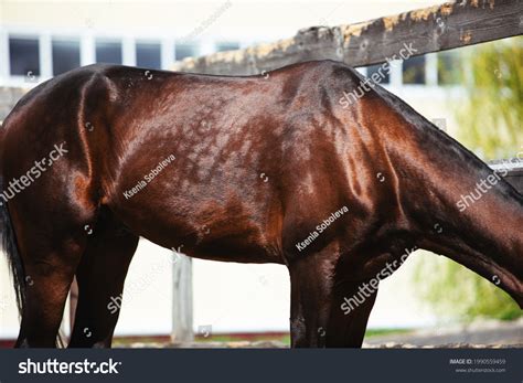 Brown Dapple Horse