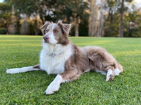 Border Collie Pregnancy Gestation Period Weekly Milestones And Care