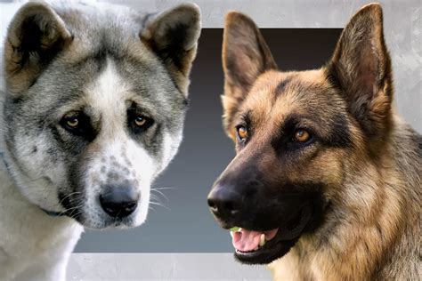 Akita German Shepherd Mix Everything You Need To Know Allgshepherds