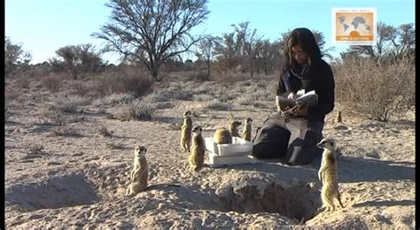 Meerkat Project Site Visit Kalahari South Africa YouTube