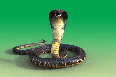 Royalty Free King Cobra Pictures Images And Stock Photos Istock