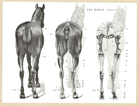 Anatomy Animals Horse Anatomy Animal Drawings Horses