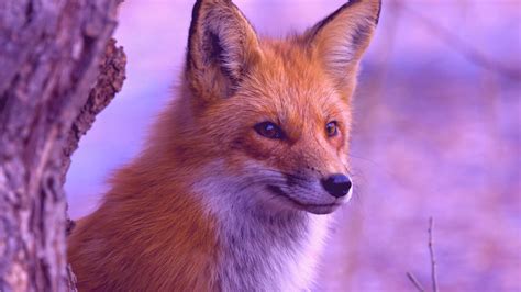 Cute Baby Fox Wallpapers Top Free Cute Baby Fox Backgrounds