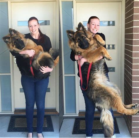 Couple Documents Rapid 8 Month Growth Of Their Adorable German Shepherd