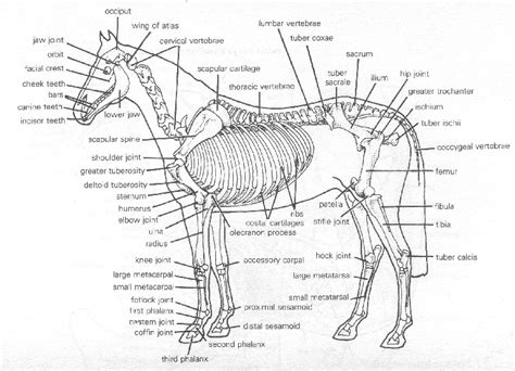 Horse bone diagram for some talented artists the songs just appear in their minds like quot i rode with crazy horse quot a song on jason these three elements fit into the song diagram or form it s a lineup of leg bones and molars of different north american species they show the horse increasing in size. Managing young horses: based on Growth Plates. | Horse ...