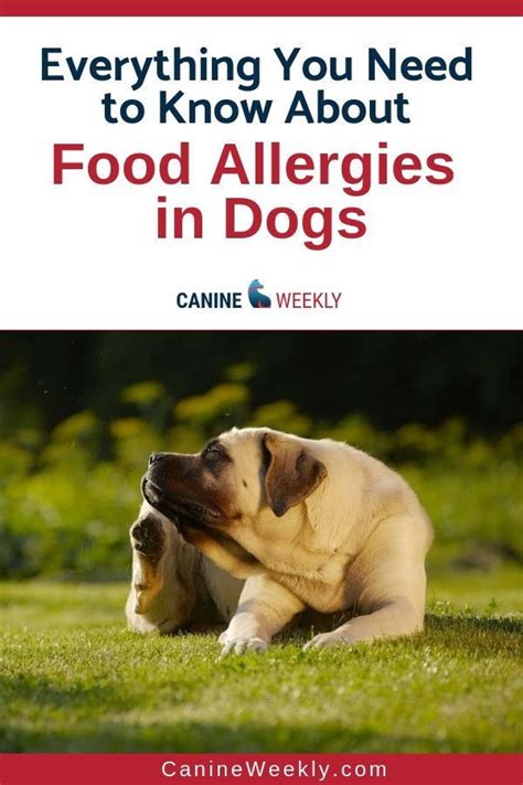 Food Allergies In Dogs Understanding Triggers And Symptoms Dog