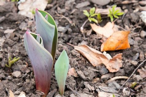 Fall Planting For Spring Bulbs Thriftyfun