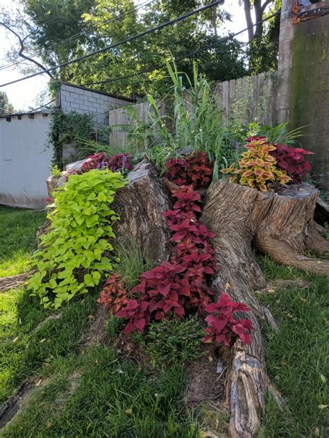 Garden Ideas With Tree Stumps Garden Yard Ideas Garden Trees Lawn