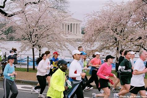 Cherry Blossom 10 Mile Race In Washington Dc Cherry Blossom Cherry Blossom Festival