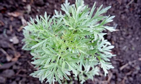 Wormwood A Closer Look At Its Benefits Uses And Potential Side Effects