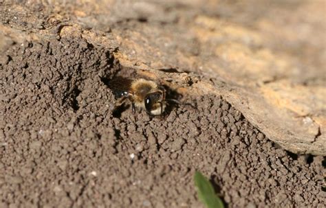 Remember The Ground Nesting Bees When You Make Your Patch Of Land