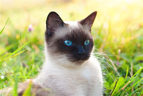 Siamese Cat History Appearance Personality Health