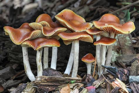 Learn How To Find Psychedelic Mushrooms Third Wave