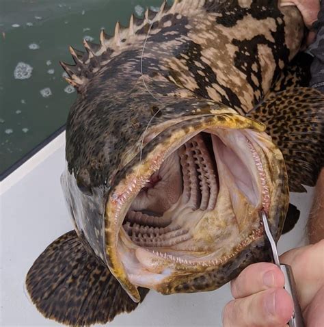 Everything You Need To Know About Goliath Grouper