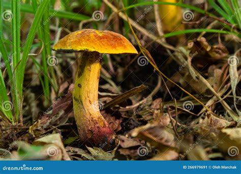 Suillellus Luridus Formerly Boletus Luridus Commonly Known As The