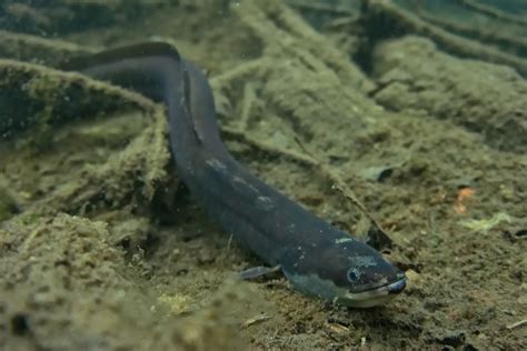 European Eel Freshwater Fish Of Norway · Inaturalist