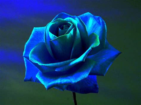 Blue Roses Wallpaper 58 Images