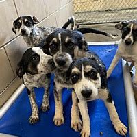 The state of indiana puts a large emphasis on whether the biological parents were married at the time of the child's birth. Madison-Jefferson County Animal Shelter in Madison, Indiana