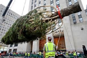Rockefeller Center Christmas Tree Put In Place As New York Temperatures