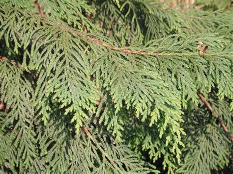 Western Red Cedar Thuja Plicata Native Plants Pnw