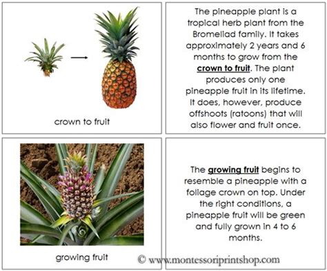 Gestation Period Of Pineapple Captions Hunter