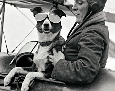 Dog Pilot Airplane Vintage Photo Print Photograph Wall Decor Etsy