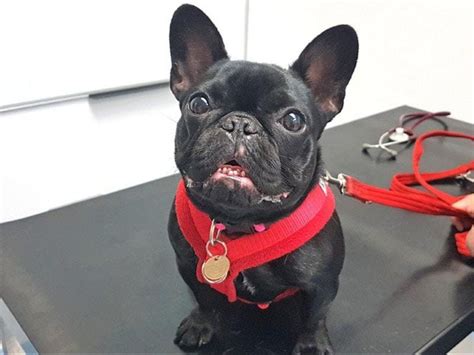 French Bulldog Puppy Has Surgery To Help Her Breathe Express And Star